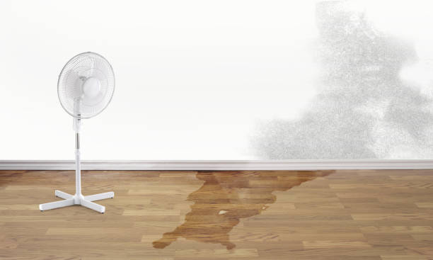 Best Flood restoration services  in Southaven, MS